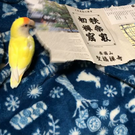 聖福寺のパンフを千切る我が家のインコの画像