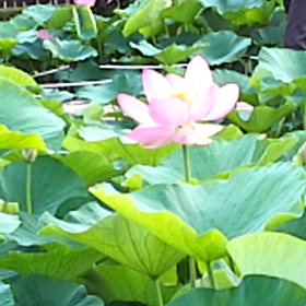 風に揺れるハスの花の画像