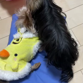 ひめたんらいすきの画像