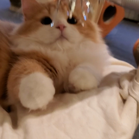 かわい子ちゃん♥の画像