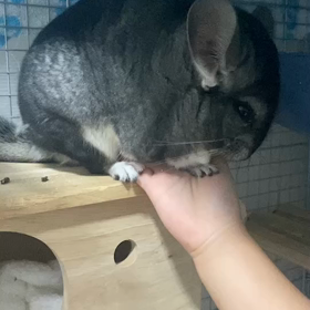 ViViちゃん&独特すぎる孫の踊りの画像