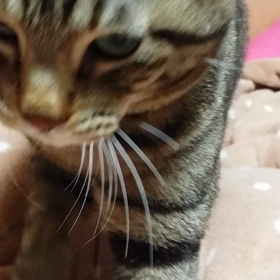 もみもみ中～。と…の画像