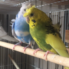 羽衣セキセイインコの画像