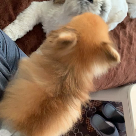 早朝の散歩の画像