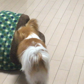 肥満細胞腫　経過　10/15の画像