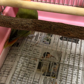 光明レイキの画像