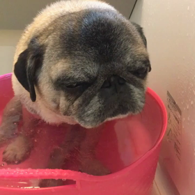 パグからお知らせ。の画像