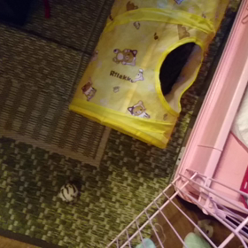 心春、元気の画像