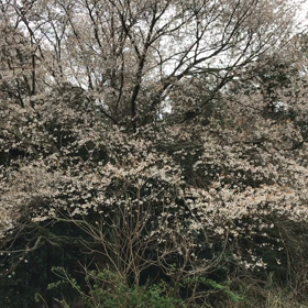 我が家の山桜の画像