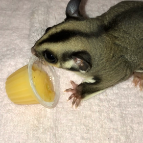 キクラゲでしゅ(〃ω〃)の画像