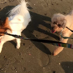 ♪お散歩動画♪お台場海浜公園♪の画像