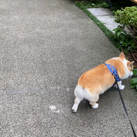 コーギー犬とゆる〜い暮らし　【つい見てしまう】の画像