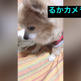 すてぃほーむ　　るかの画像