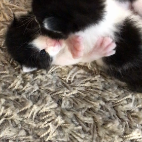 にゃんこの検診の画像