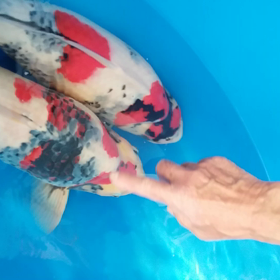 勝った？まけた？の画像