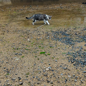 ”引っ掻くよ？”リリタン女優デビューの画像