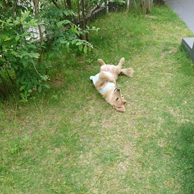 どやっ～！犬(ー_ー;)の画像