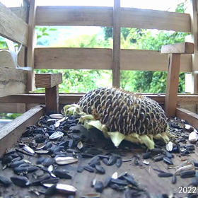 すぎぴたんの事件簿シーズン3　6話（ひまわりレストランのひまわり）の画像