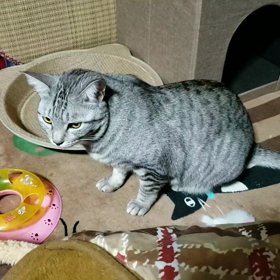 ふりふりの画像