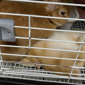 かりんちゃんベビー　まだまだ甘えん坊の画像