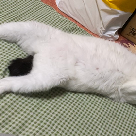 さぶちゃん便秘中の画像