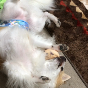 やっぱりネコ飼ってたのかな？の画像