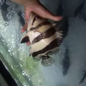 次便もヤバい！！の画像