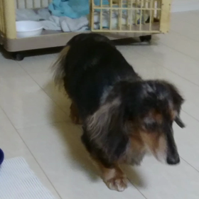 いだい……です(╥_╥)の画像