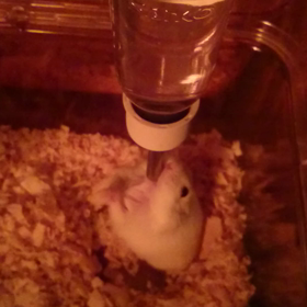 ☆クリームの長~~~い水飲み☆の画像