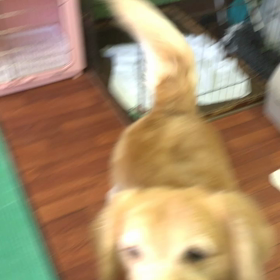 動画です（╹◡╹）の画像