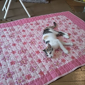 暴れん坊(=^ェ^=)あらしの画像