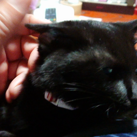 チョコ動画の画像