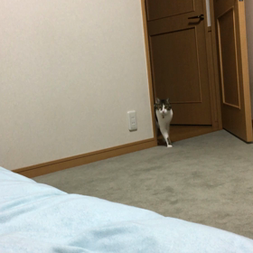 布団におしっこデールの巻。動画の画像