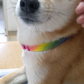 朝ご飯、まだだよね！の画像