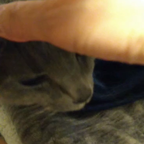 老猫の肛門腺の画像