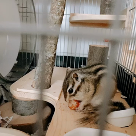 ヾ(*･ω･*)ﾉ苦戦してましたわの画像