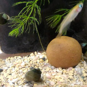 タニシの適応能力の画像