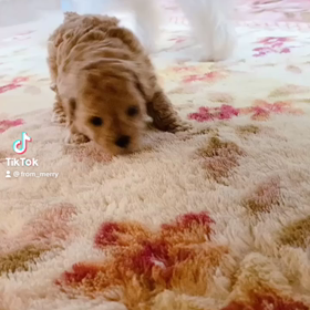 お名前はお姫様のサラちゃん♡の画像