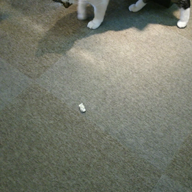 ゴロゴロ～にゃー太の画像