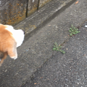 猫に負けるの画像