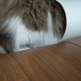 にゃんこわんぱく4！の画像