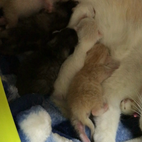 つくしちゃん親子と2ニャンズの画像