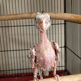 羽がなくて涼しい?の画像