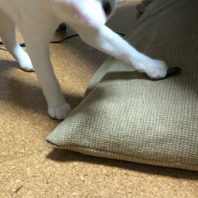 カナブンの画像