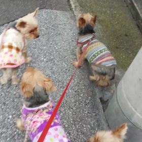 5ワンでの散歩♪の画像