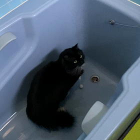 お風呂場で(ง  ᵕωᵕ)ว♪の画像