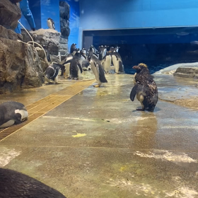 ペンギンの動画〜海響館〜の画像