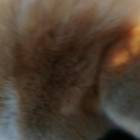 更に一段ときれいだった丸子川の桜のトンネルを遠めに見ながらの朝散歩。未来丸はいまいちだったなあ‼の画像