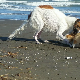 ③運動会(後の海で)……動画。の画像