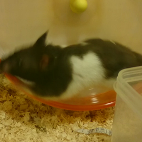 はみ出ちゃうの画像